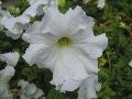 Dream Petunia Series / Petunia hybrida 